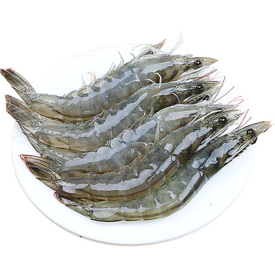 探秘青岛海鲜之宝 活虾对虾大虾全方位解析
